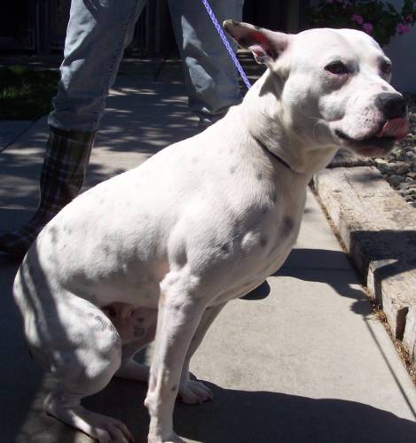 Other Photos of thie Dog