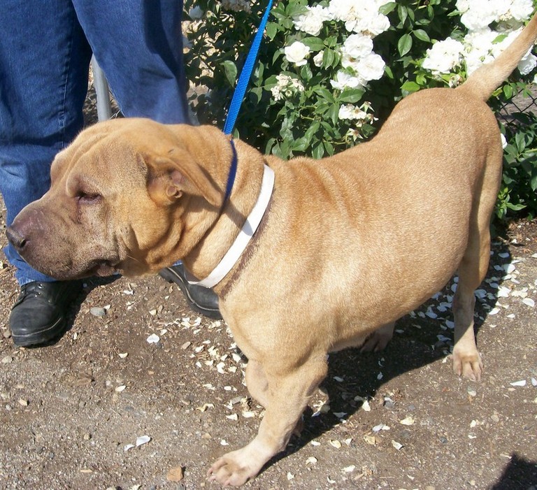 Other Photos of thie Dog