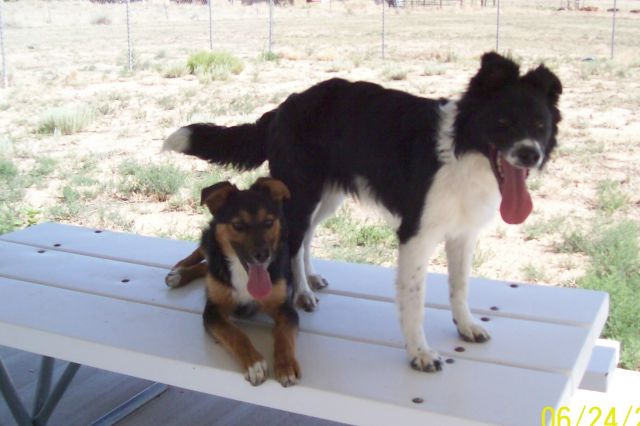 Other Photos of thie Dog