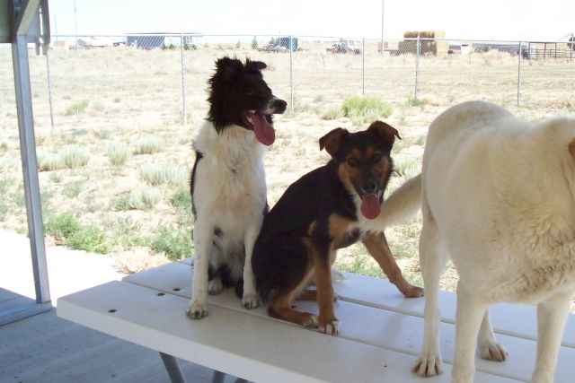 Other Photos of thie Dog