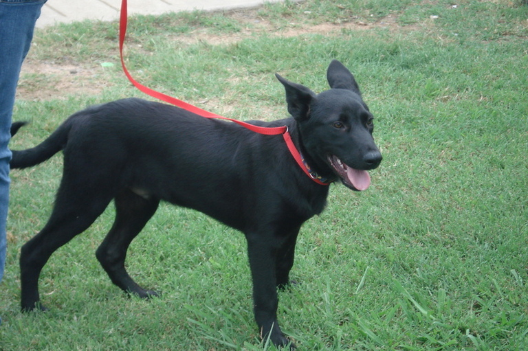 Other Photos of thie Dog
