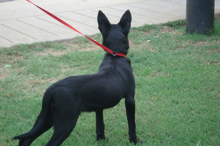 Other Photos of thie Dog