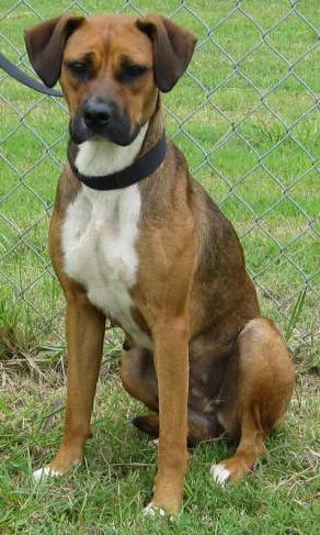 Other Photos of thie Dog