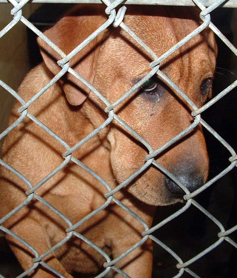 Other Photos of thie Dog