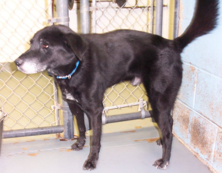 Other Photos of thie Dog