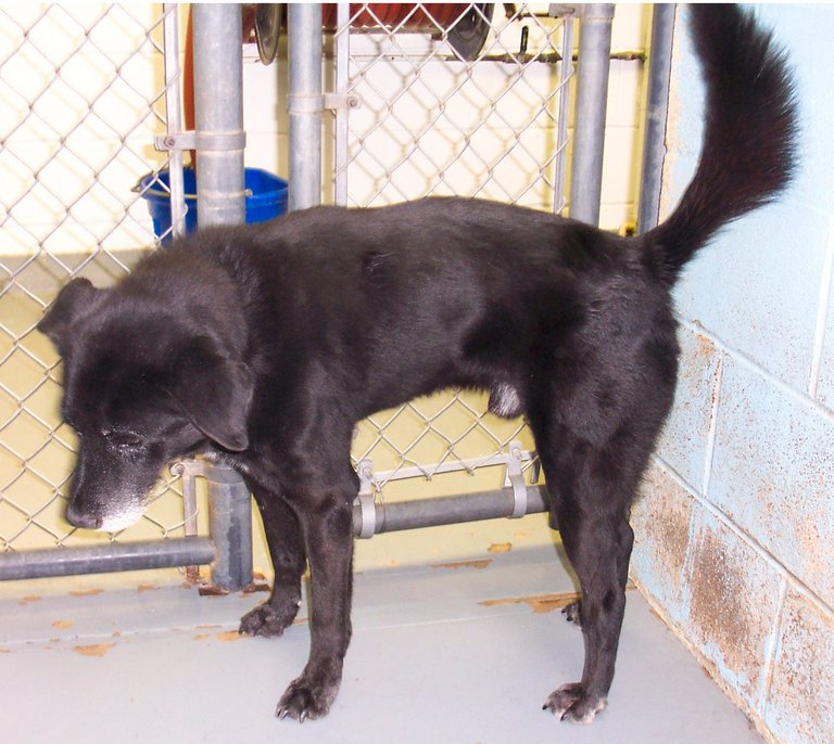 Other Photos of thie Dog