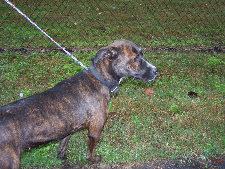Other Photos of thie Dog