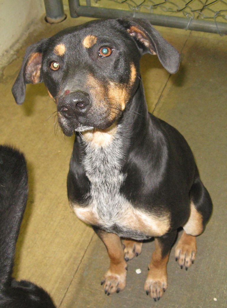 Other Photos of thie Dog