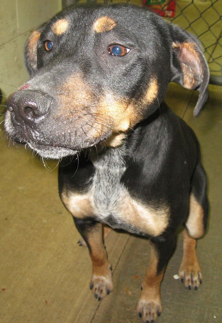 Other Photos of thie Dog