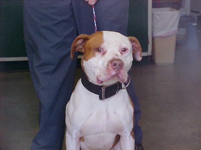 Other Photos of thie Dog