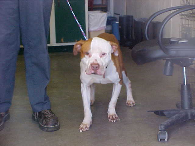 Other Photos of thie Dog