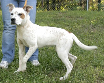 Other Photos of thie Dog