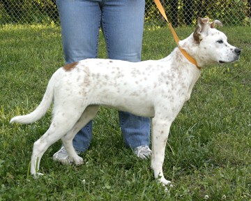 Other Photos of thie Dog