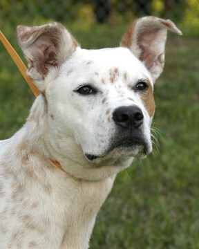 Other Photos of thie Dog