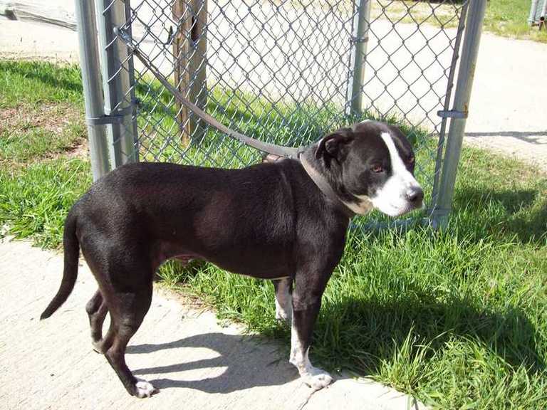 Other Photos of thie Dog