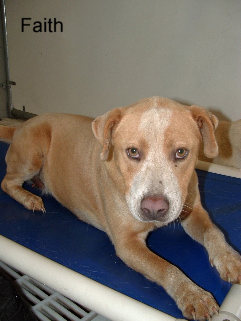 Other Photos of thie Dog