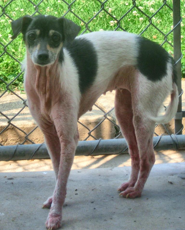 rat terrier weiner dog mix