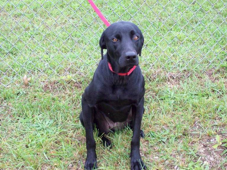 Other Photos of thie Dog