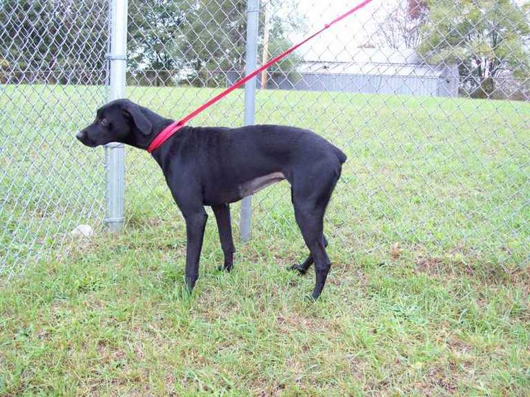 Other Photos of thie Dog
