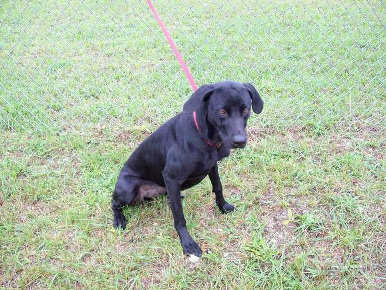 Other Photos of thie Dog