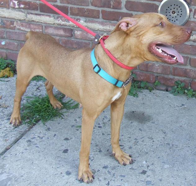 Other Photos of thie Dog