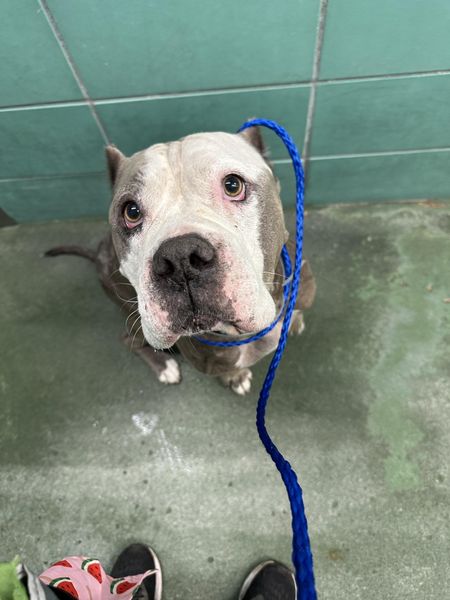 Main Photo of this Dog
