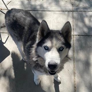 DogInDanger of Being Killed