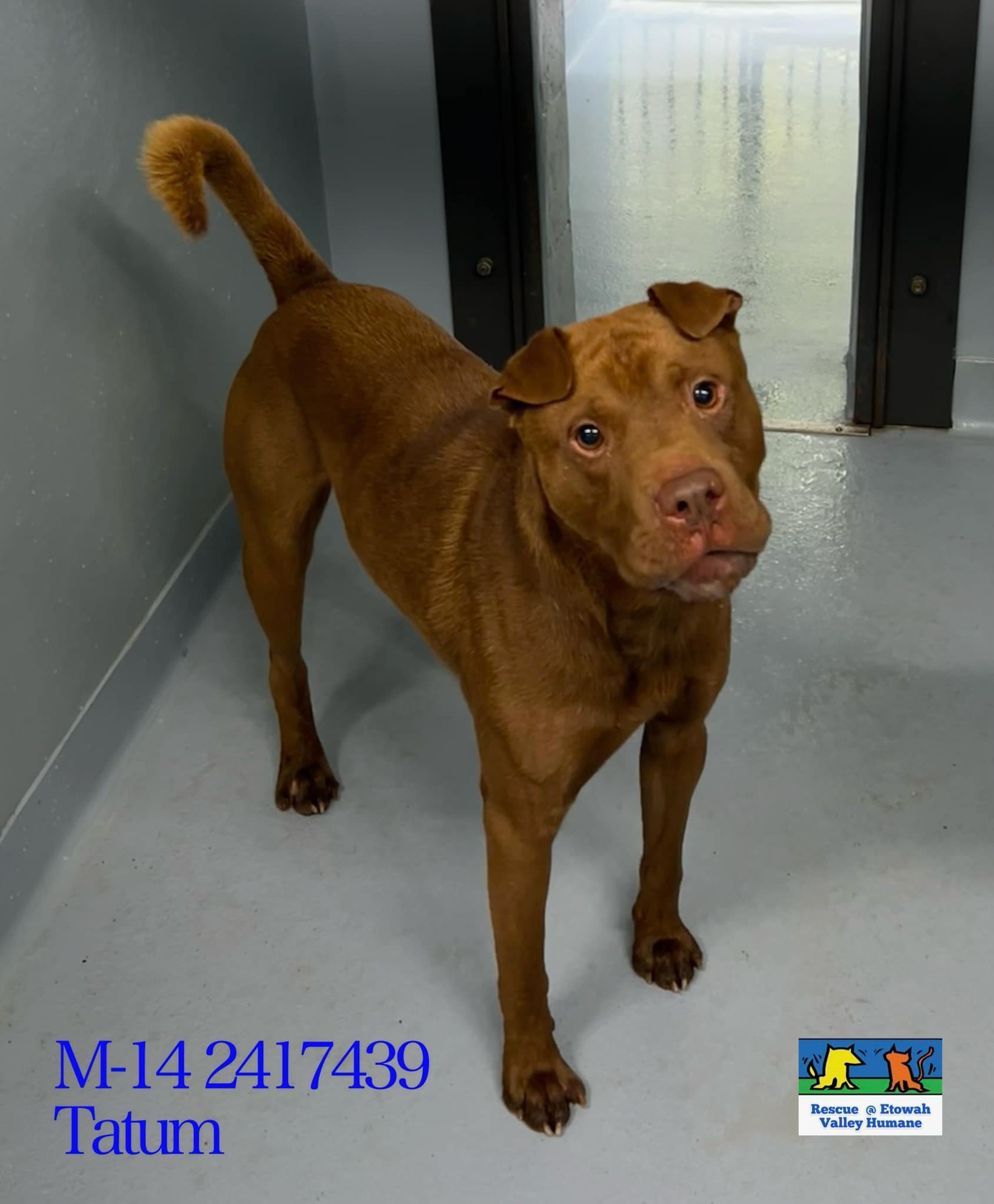 Main Photo of this Dog