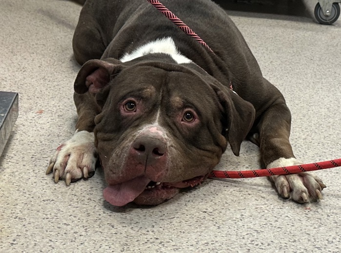Main Photo of this Dog