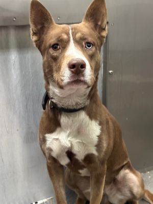 Main Photo of this Dog