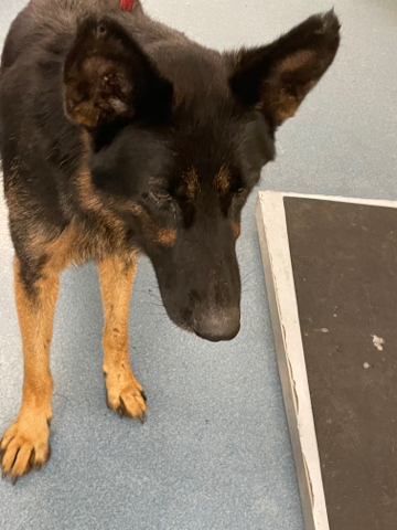Main Photo of this Dog