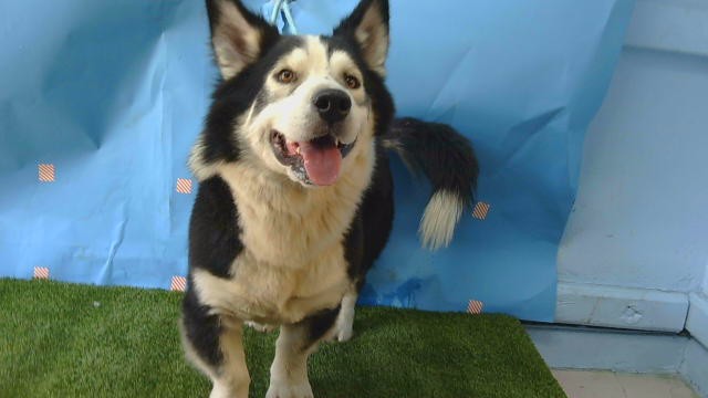Joey, a Welsh Corgi, available for adoption