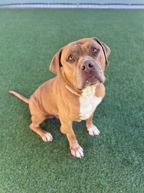Tater-Tot, a Mastiff, available for adoption