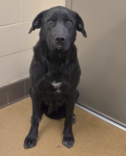 Gypsy, a Labrador Retriever (mix breed), available for adoption
