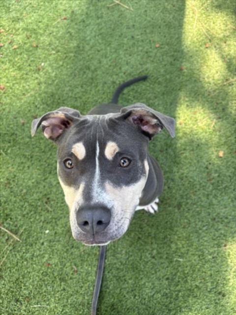 Forrest, a Pit Bull Terrier, available for adoption