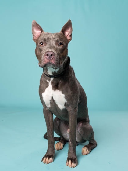 Ricco, a Pit Bull Terrier, available for adoption