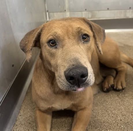 Sandy, a Pit Bull Terrier, available for adoption
