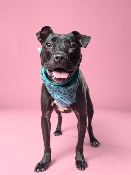 Tuxie4, a Black Labrador Retriever, available for adoption