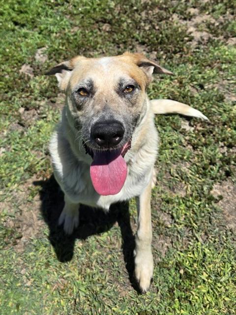 Bingo, a Australian Shepherd, available for adoption