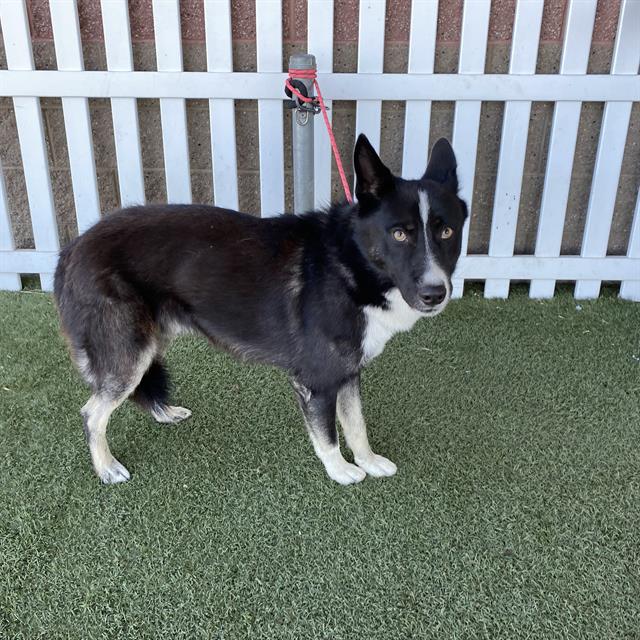 Cesar, a Husky, available for adoption