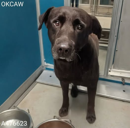 Boomer, a Labrador Retriever, available for adoption