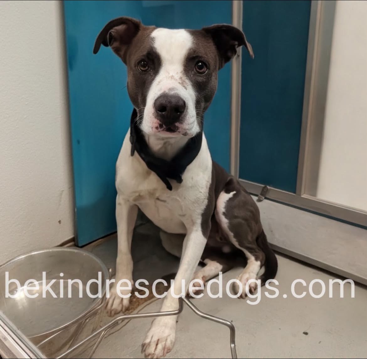 A478369, a Pit Bull Terrier, available for adoption