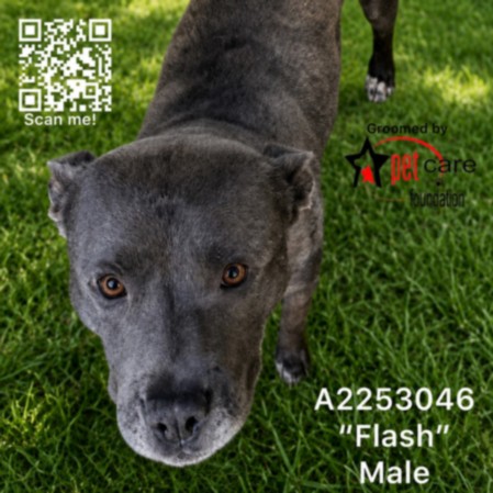 Flash, a American Staffordshire Terrier, available for adoption