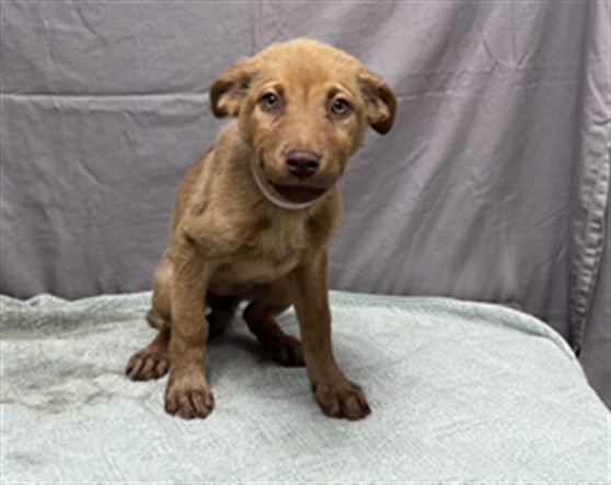 Omega, a German Shepherd, available for adoption