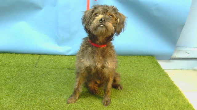 A5791341, a Terrier, available for adoption