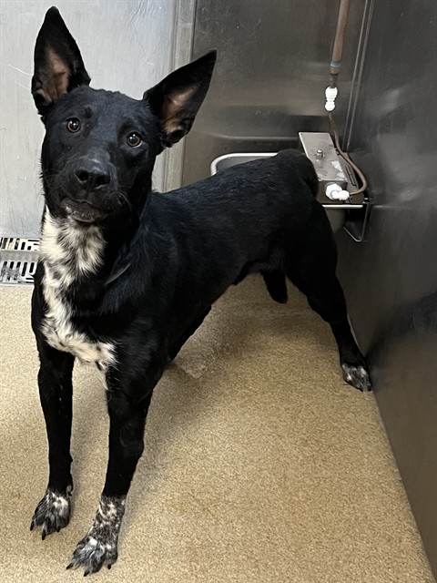 Happy, a Border Collie, available for adoption