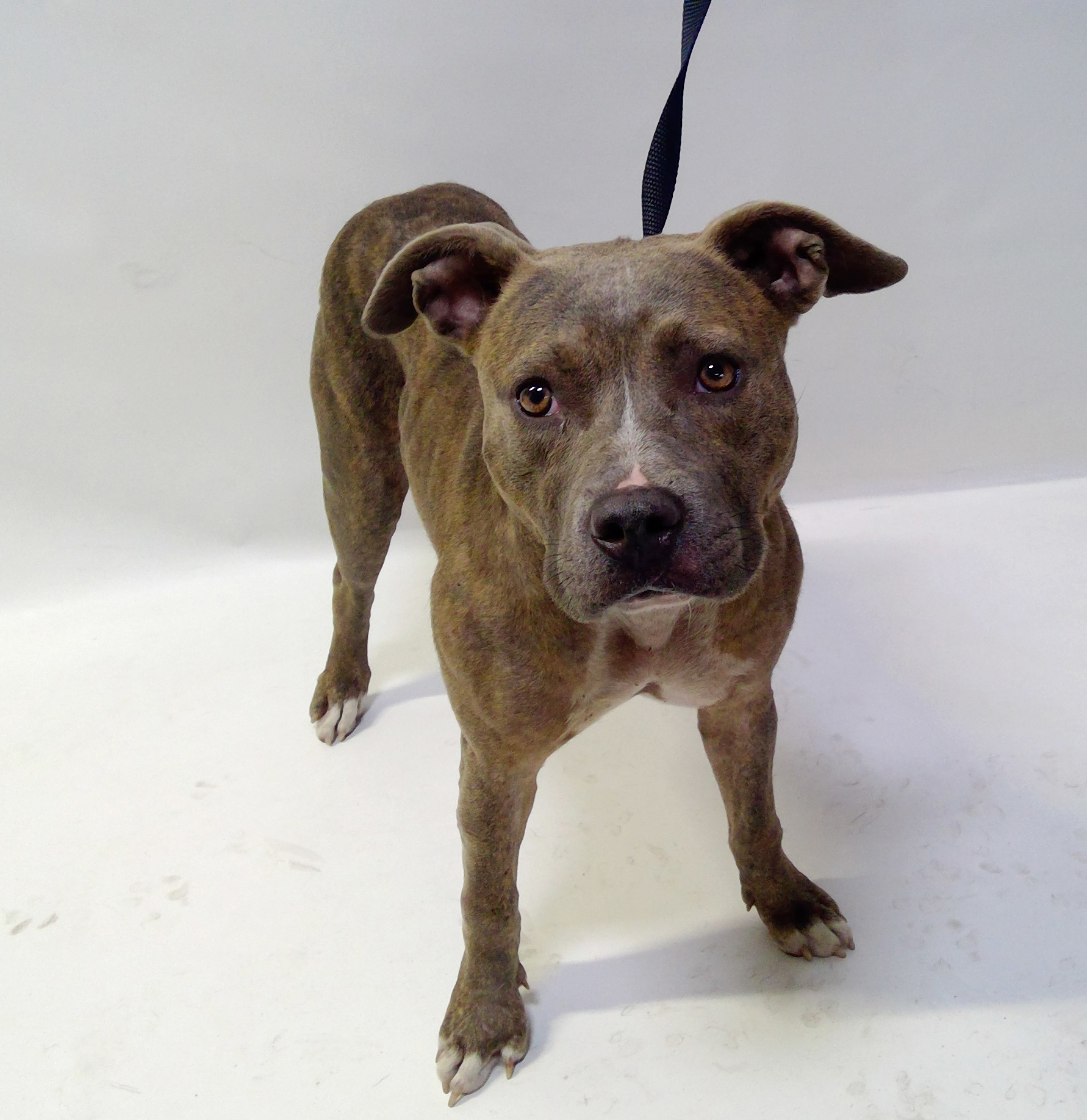 Gracie, a Pit Bull Terrier, available for adoption