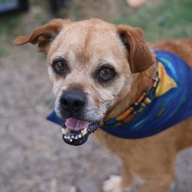 Dino, a Terrier (mix breed), available for adoption