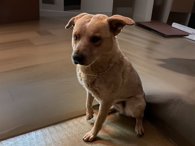 Canelo, a Australian Cattle Dog/Blue Heeler, available for adoption