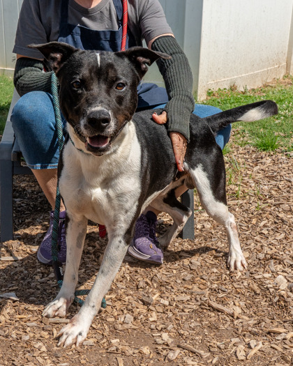 Finch, a American Staffordshire Terrier (mix breed), available for adoption